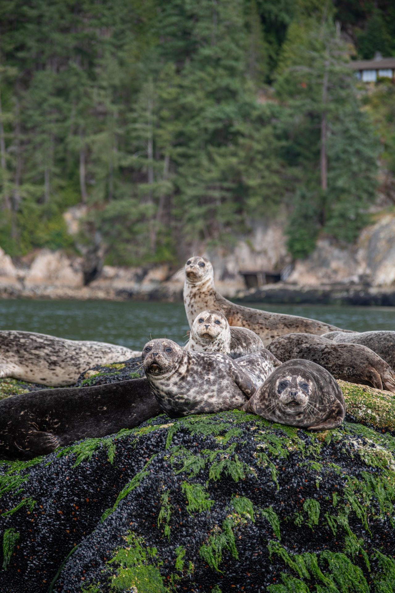 Group of seals resting on a rock covered in green algae by a forested shoreline.