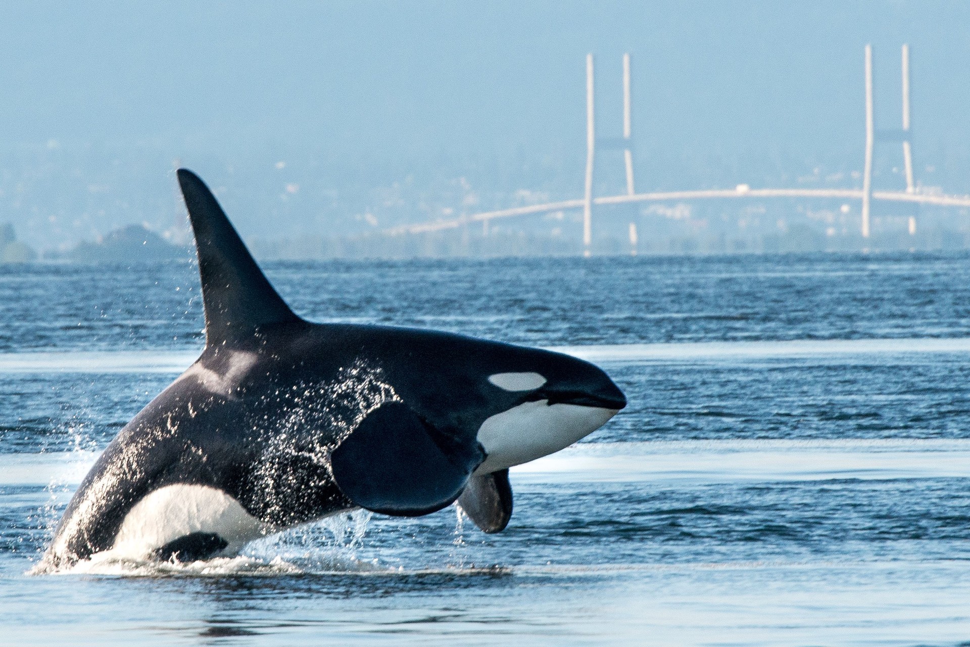 Orca breaching in Vancouver Harbor